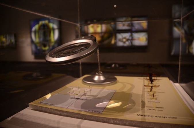Wasp_exhibition__DSC3415